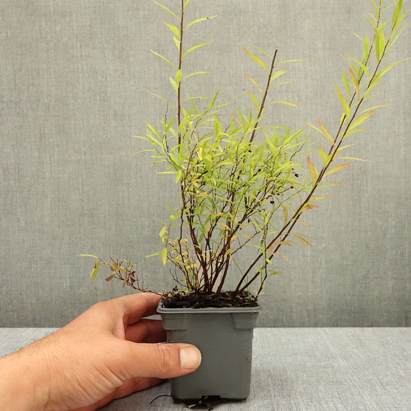 Exemplar von Frühlingsspiere - Spiraea thunbergii Kleine Töpfe von 8/9 cm wie im Frühjahr geliefert