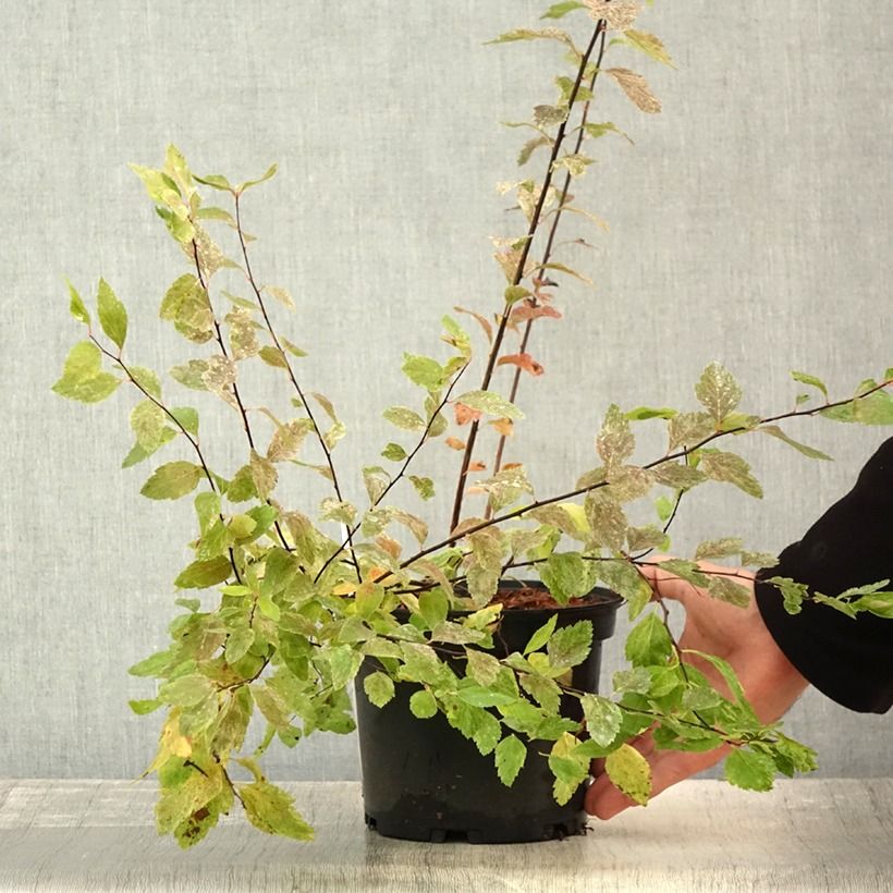 Exemplar von Spierstrauch Pink Ice - Spiraea vanhouttei Topf mit 3L/4L wie im Sommer geliefert