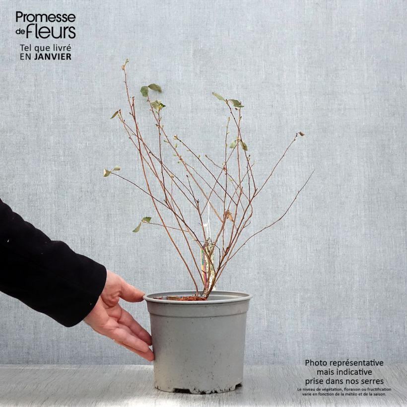 Exemplar von Spierstrauch Pink Ice - Spiraea vanhouttei Topf mit 3L/4L wie im Frühjahr geliefert