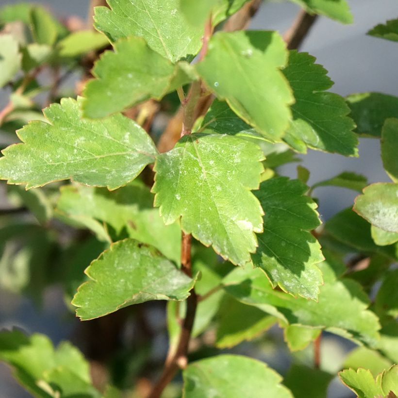 Spierstrauch - Spiraea vanhouttei (Foliage)