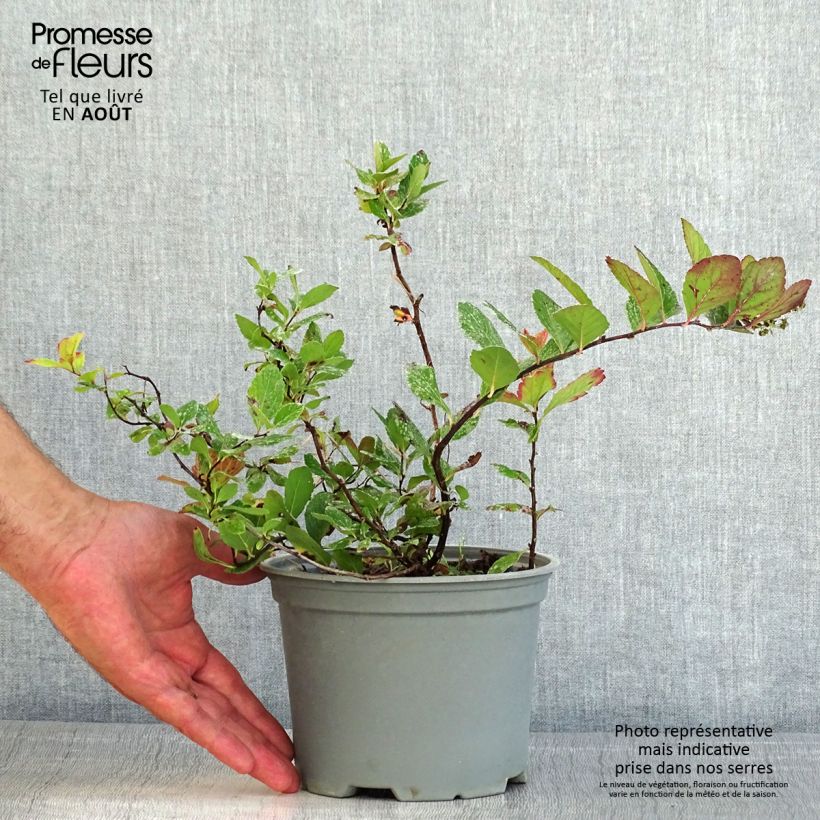 Exemplar von Birkenblättrige Spiere Pink Sparkler - Spiraea betulifolia Topf mit 2L/3L wie im Sommer geliefert