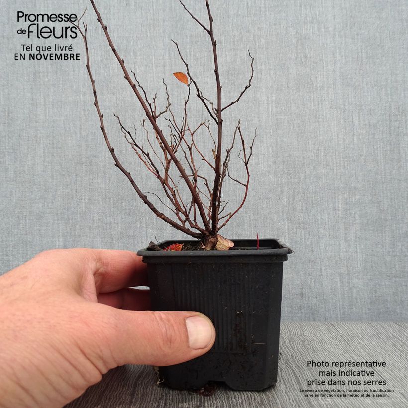 Exemplar von Birkenblättrige Spiere Tor - Spiraea betulifolia Kleine Töpfe von 8/9 cm wie im Herbst geliefert