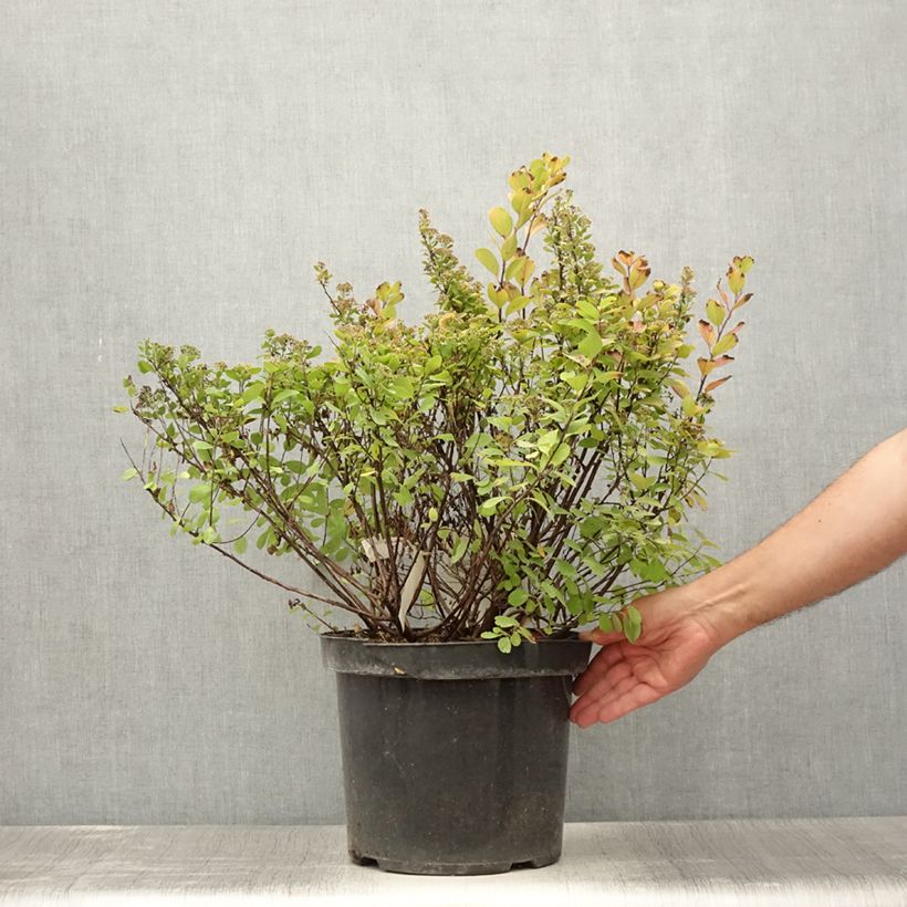 Exemplar von Birkenblättrige Spiere Tor Gold - Spiraea betulifolia Topf mit 7,5L/10L wie im Sommer geliefert