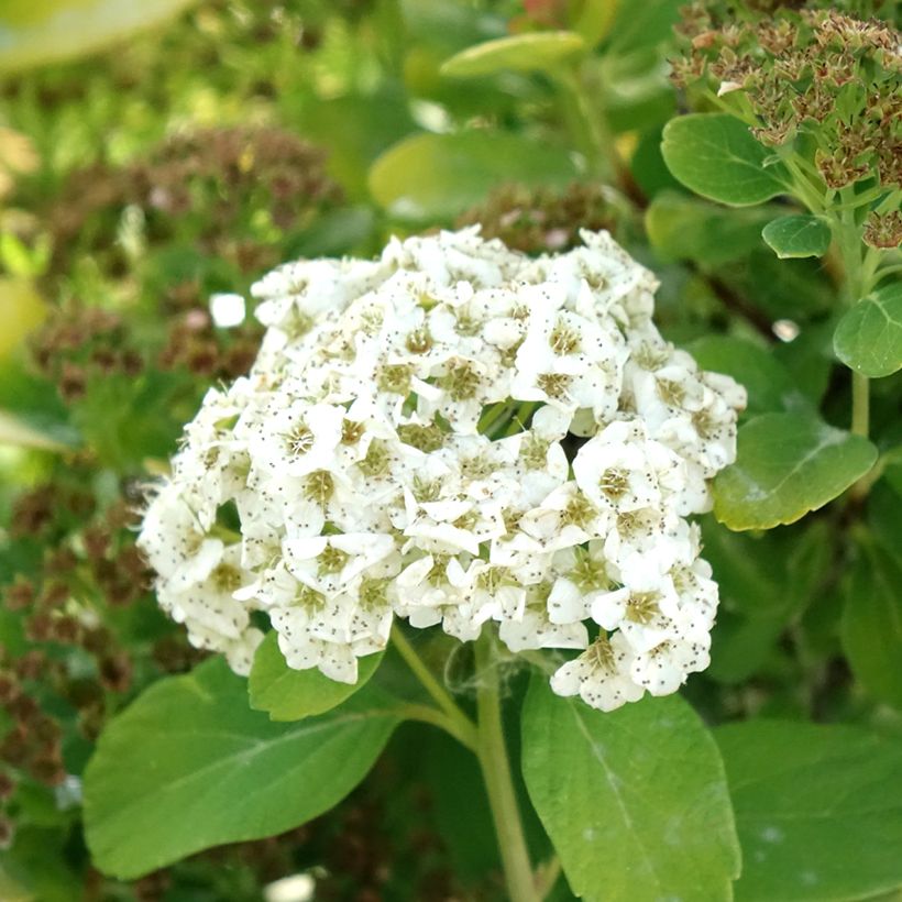 Birkenblättrige Spiere Tor Gold - Spiraea betulifolia (Blüte)