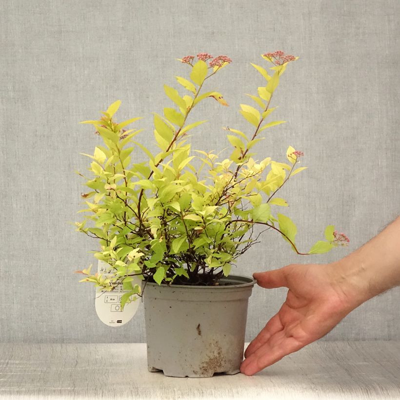 Exemplar von Sommerspiere Candlelight - Spiraea japonica Topf mit 2L/3L wie im Sommer geliefert