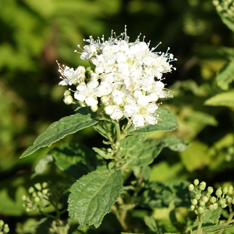 Sommerspiere Albiflora - Spiraea japonica (Blüte)