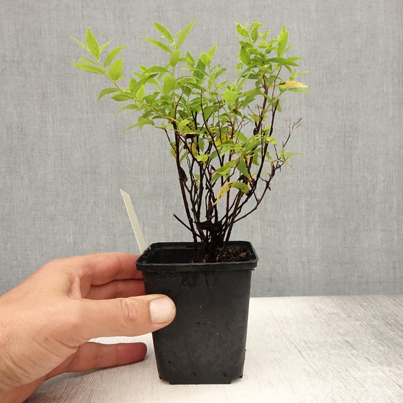 Exemplar von Sommerspiere Albiflora - Spiraea japonica Kleine Töpfe von 8/9 cm wie im Sommer geliefert