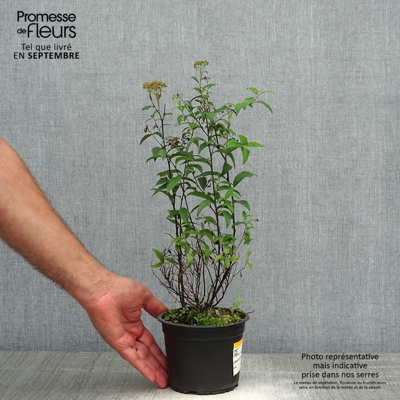 Exemplar von Spirée japonica Anthony Waterer - Spiraea japonaise Pot de 1L/1,5L wie im Herbst geliefert