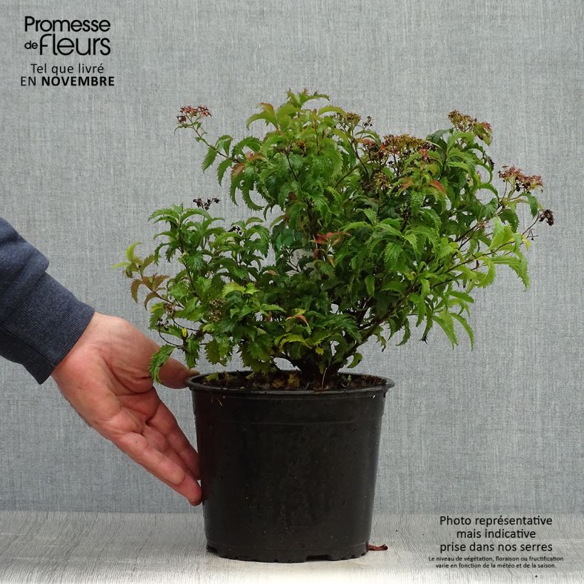 Exemplar von Sommerspiere Crispa - Spiraea japonica Topf mit 1,5L/2L wie im Herbst geliefert