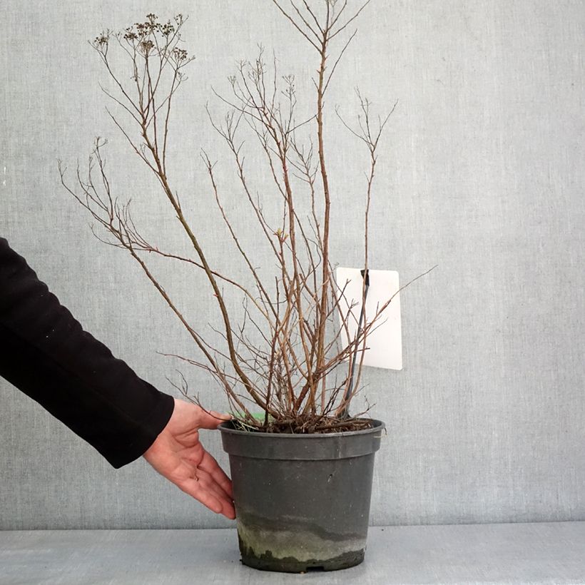Exemplar von Sommerspiere Crispa - Spiraea japonica Topf mit 3L/4L wie im Winter geliefert