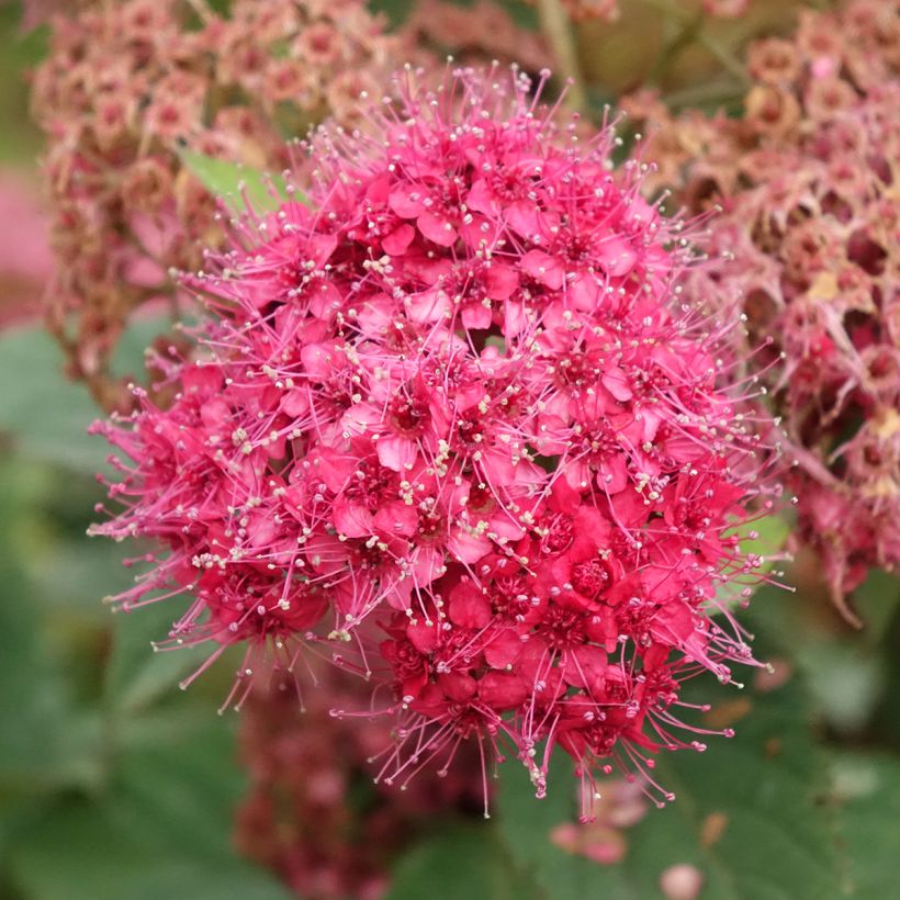 Spirée japonaise Double Play - Spiraea japonica (Flowering)