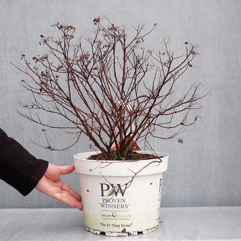Example of Spirée japonaise Double Play - Spiraea japonica Topf mit 7,5L/10L as you get in hiver