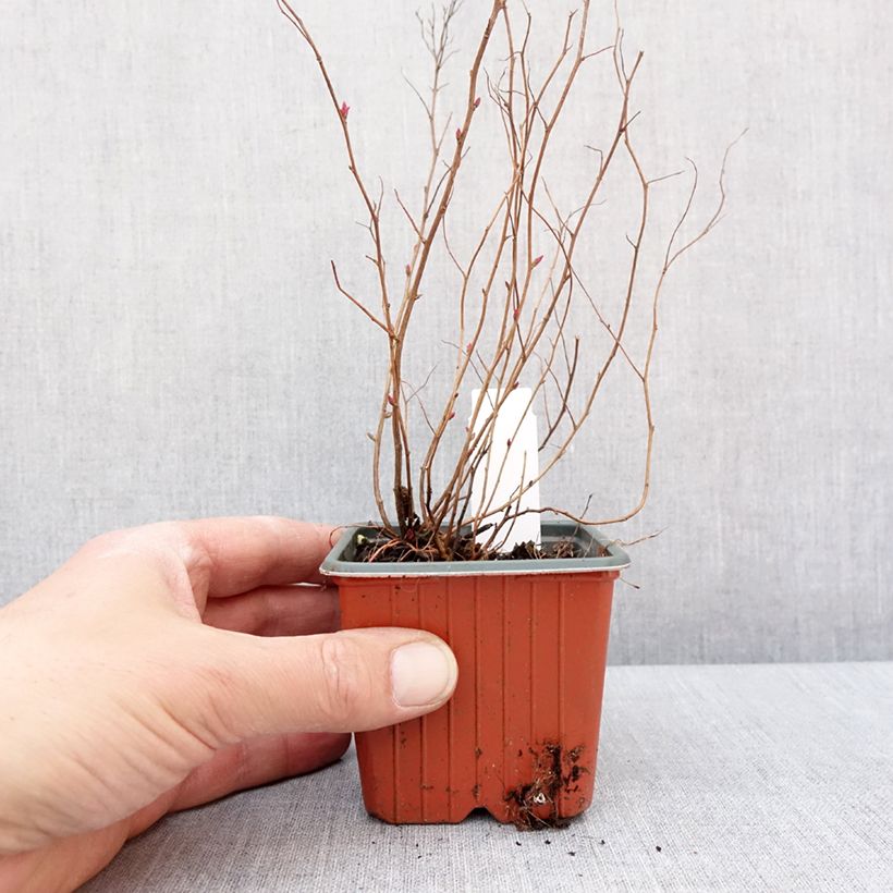 Exemplar von Spirée japonaise Firelight- Spiraea japonica Godet de 8/9 cm wie im Winter geliefert