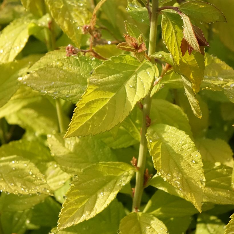 Sommerspiere Golden Princess - Spiraea japonica (Laub)