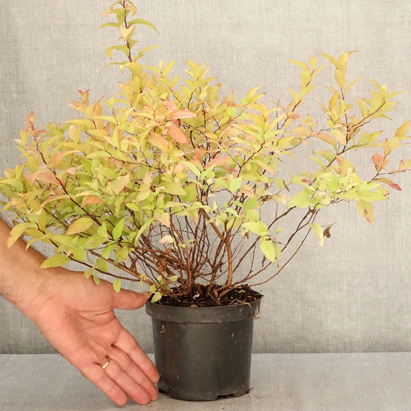 Exemplar von Sommerspiere Goldflame - Spiraea japonica Topf mit 1L/1,5L wie im Sommer geliefert