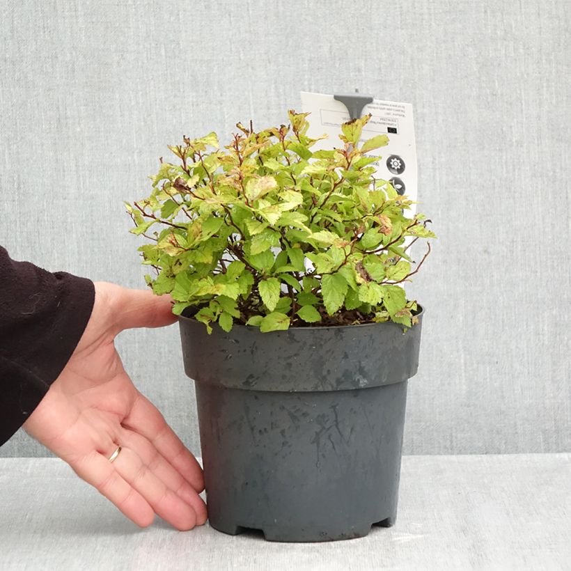 Exemplar von Sommerspiere Magic Carpet - Spiraea japonica Topf mit 2L/3L wie im Herbst geliefert