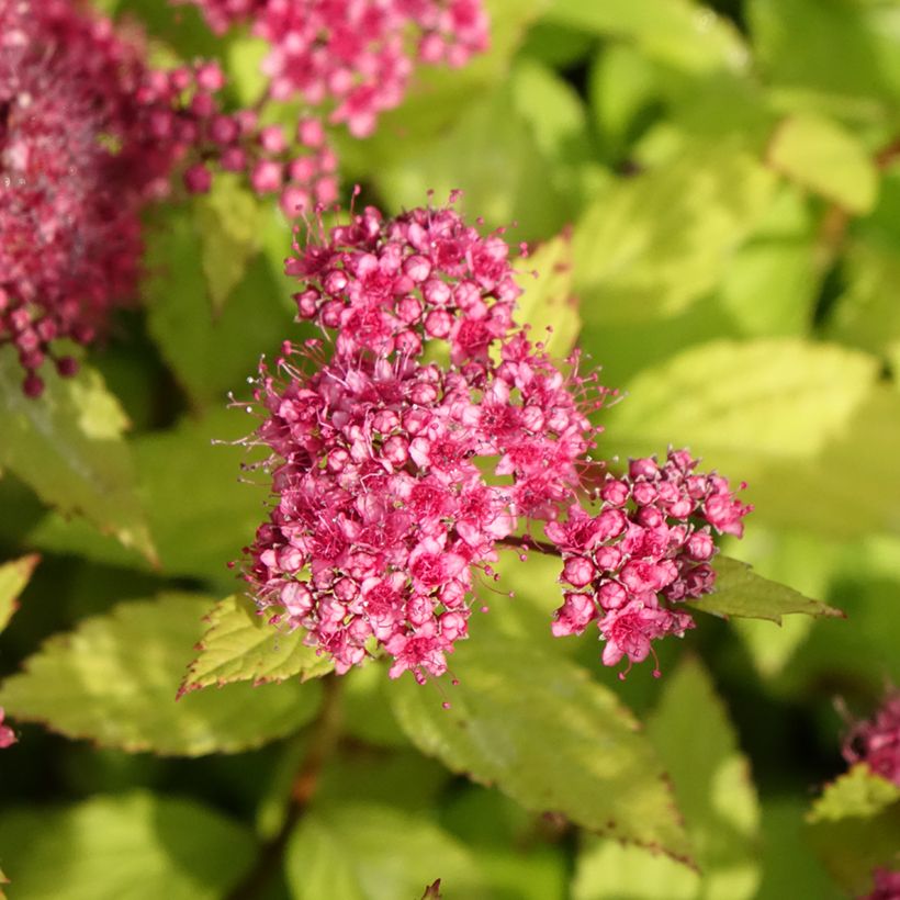 Sommerspiere Magic Carpet - Spiraea japonica (Flowering)
