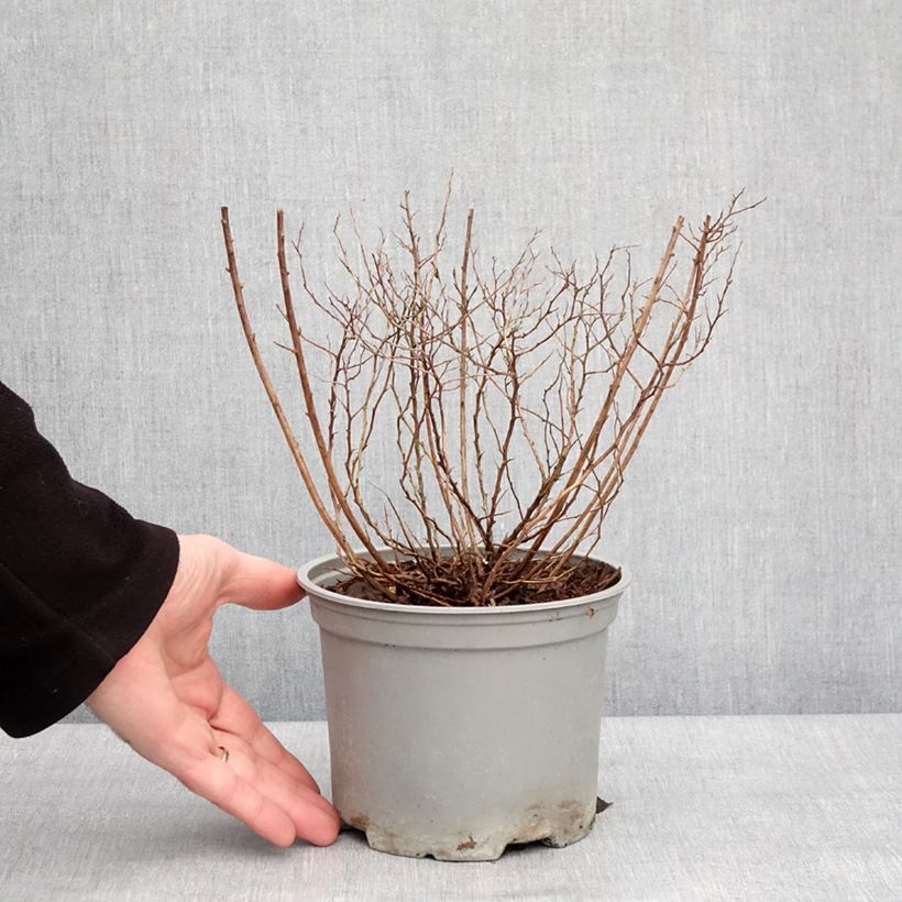 Exemplar von Sommerspiere Merlo Gold - Spiraea japonica Topf mit 2L/3L wie im Winter geliefert