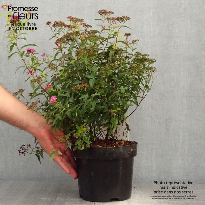 Exemplar von Sommerspiere Darts Red - Spiraea japonica Topf mit 3L/4L wie im Herbst geliefert