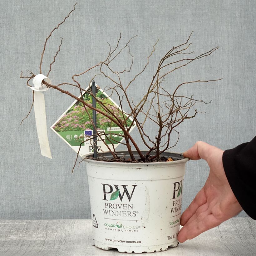 Exemplar von Sommerspiere Double Play Big Bang Tracy - Spiraea japonica Topf mit 2L/3L wie im Herbst geliefert