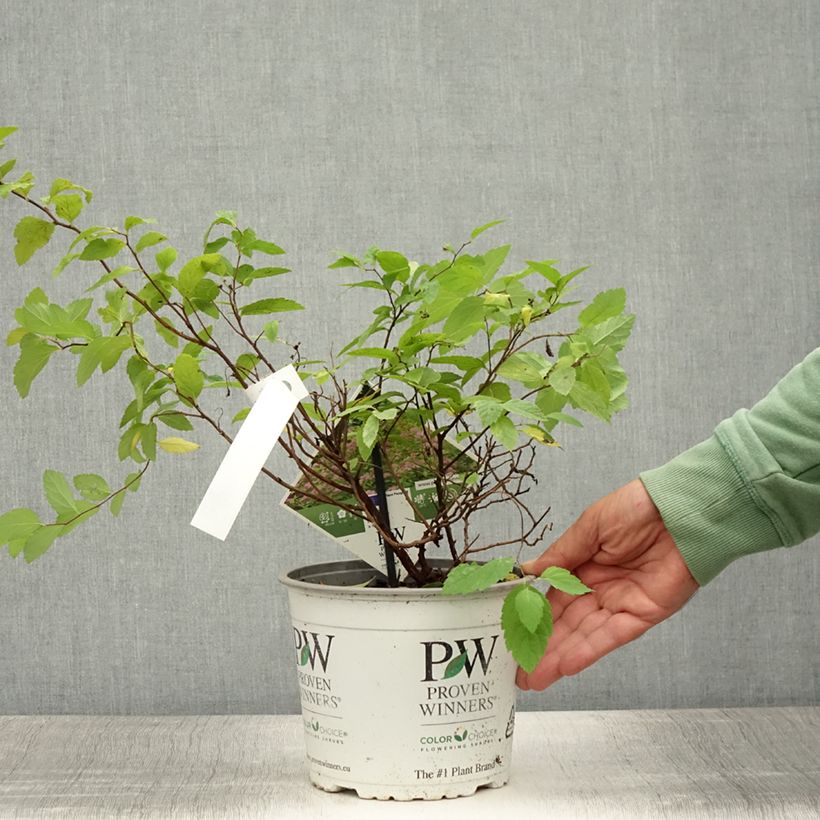Exemplar von Sommerspiere Double Play Big Bang Tracy - Spiraea japonica Topf mit 2L/3L wie im Sommer geliefert