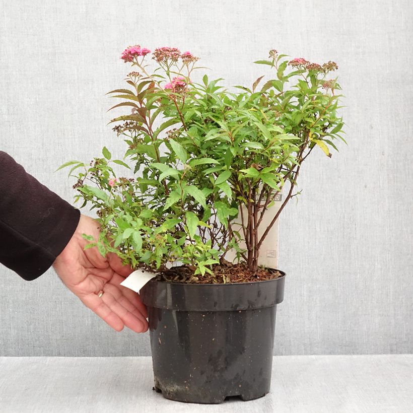 Exemplar von Sommerspiere Neon Flash - Spiraea japonica Topf mit 2L/3L wie im Herbst geliefert