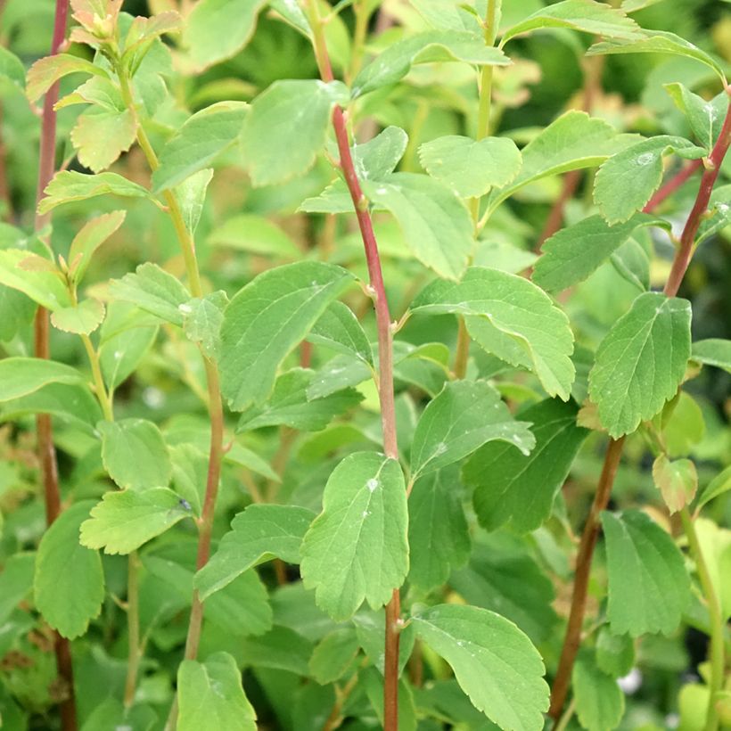 Japanische Strauchspiere Halwards Silver - Spiraea nipponica (Laub)