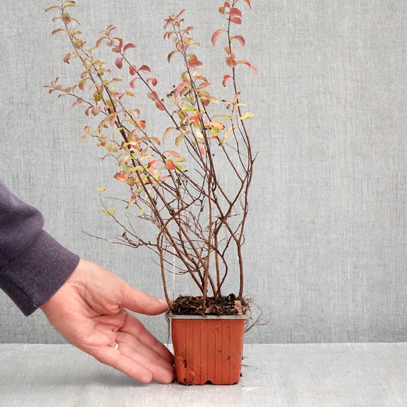 Exemplar von Japanische Strauchspiere Halwards Silver - Spiraea nipponica Kleine Töpfe von 8/9 cm wie im Herbst geliefert