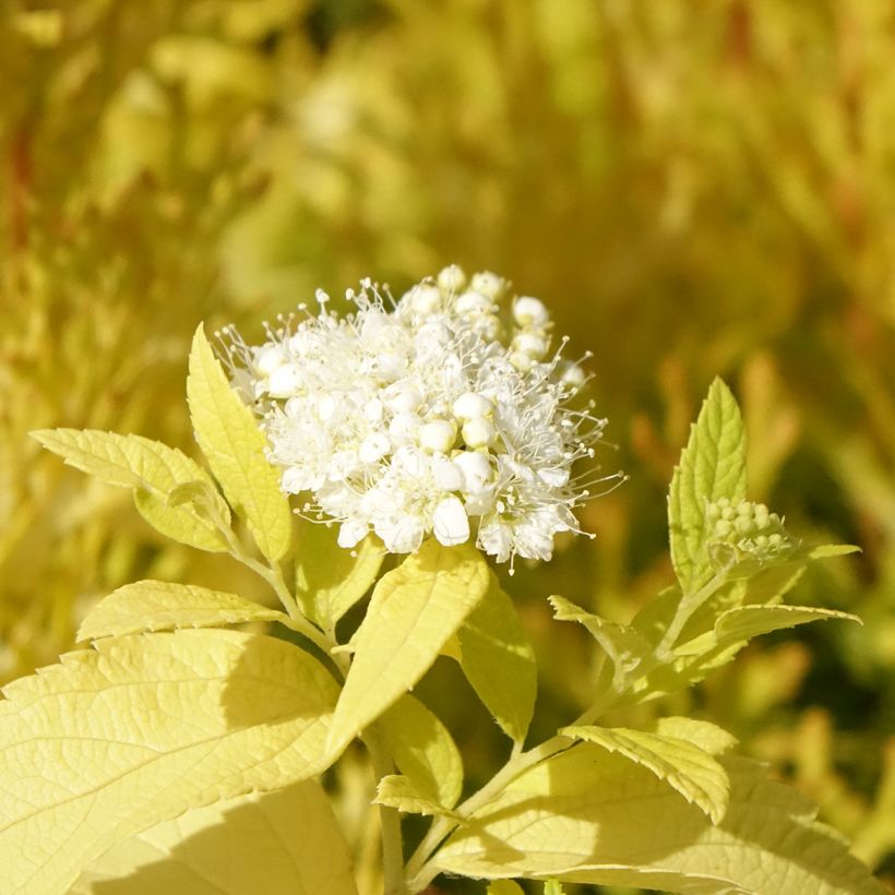 Sommerspiere White Gold - Spiraea japonica (Flowering)