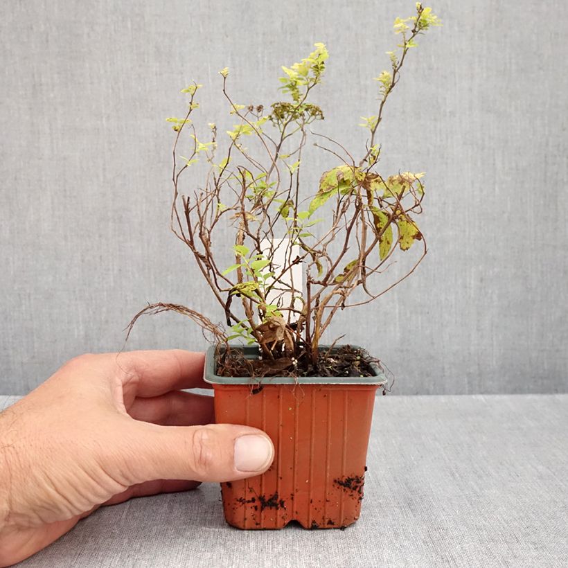 Exemplar von Sommerspiere White Gold - Spiraea japonica Kleine Töpfe von 8/9 cm wie im Herbst geliefert