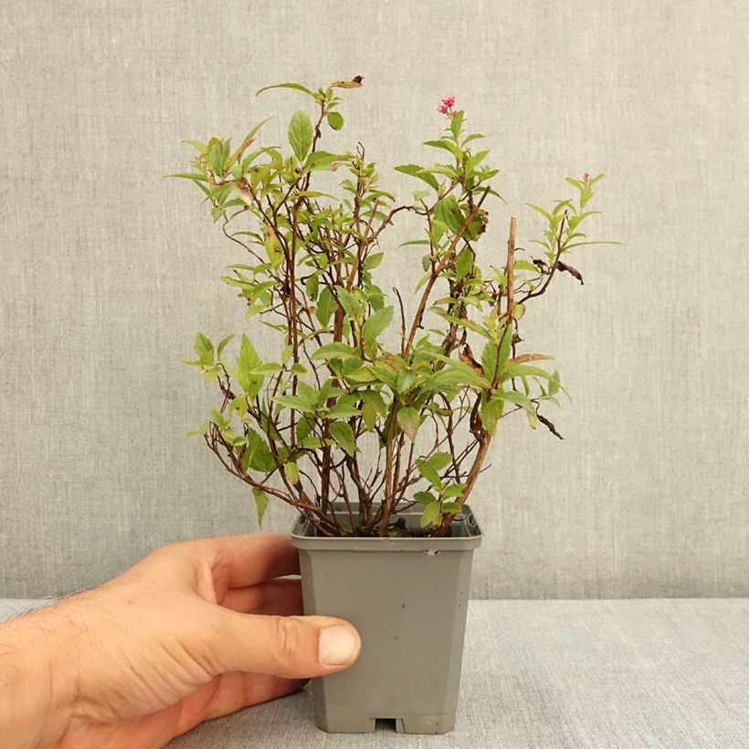 Exemplar von Rote Sommerspiere Anthony Waterer - Spiraea japonica Kleine Töpfe von 8/9 cm wie im Sommer geliefert