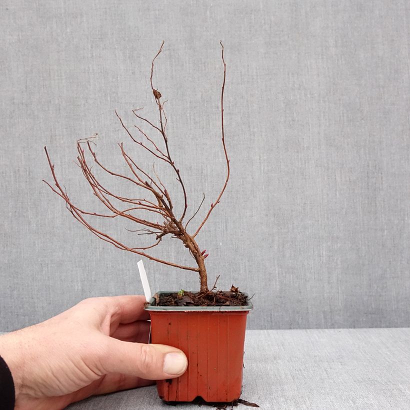 Exemplar von Spirée japonica Anthony Waterer - Spiraea japonaise Godet de 8/9 cm wie im Winter geliefert