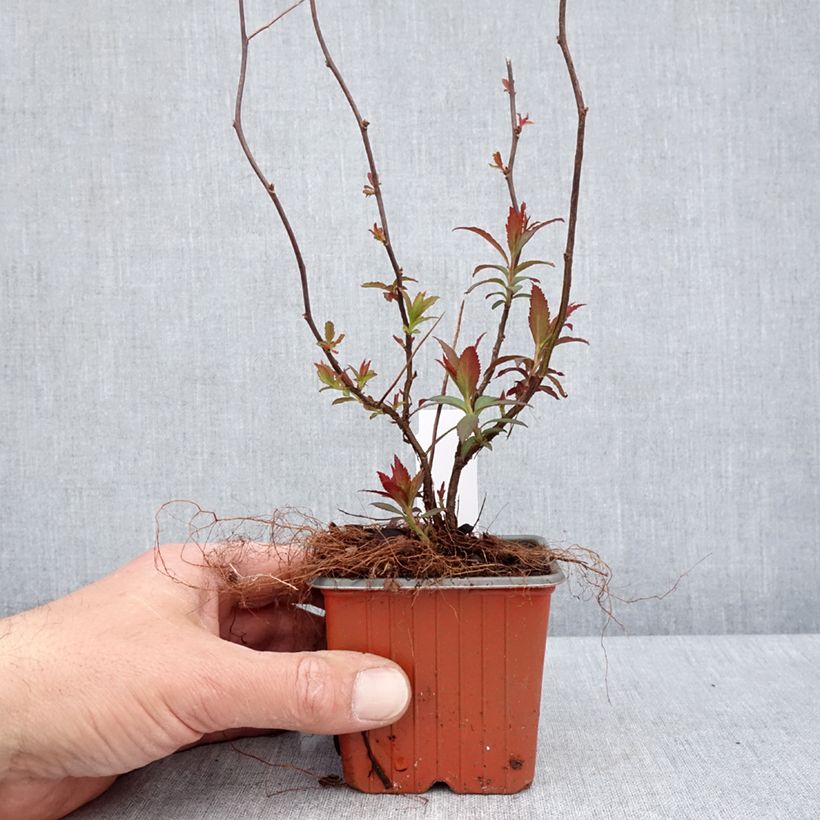 Example of Rote Sommerspiere Anthony Waterer - Spiraea japonica Kleine Töpfe von 8/9 cm as you get in printemps