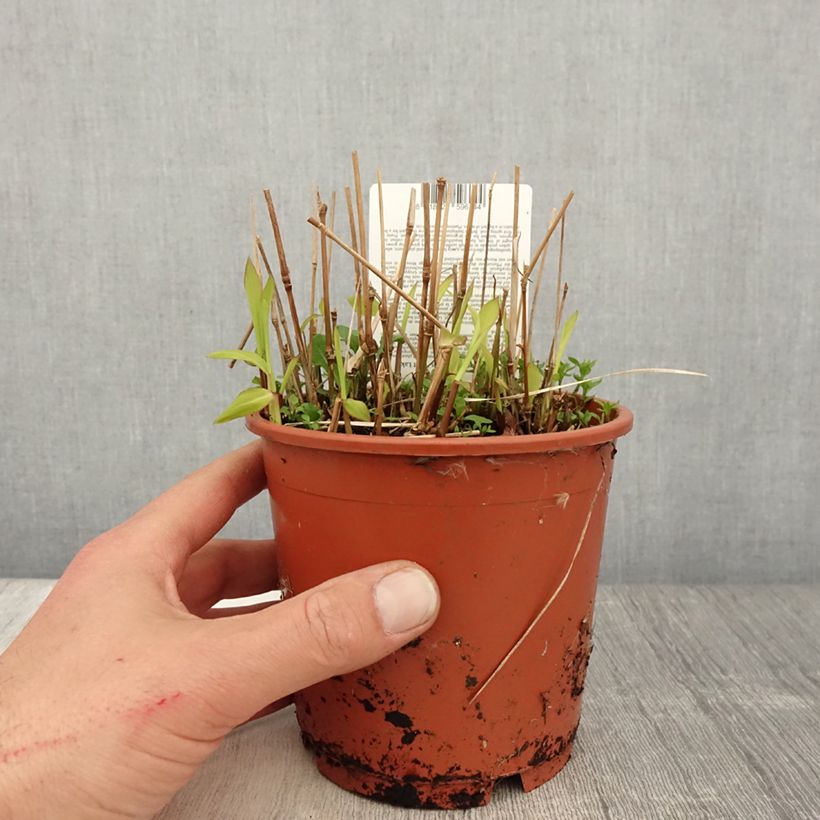 Example of Spodiopogon sibiricus West Lake - Graubartgras Topf mit 1L/1,5L as you get in printemps