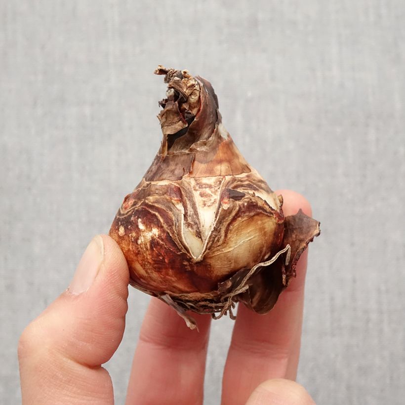 Exemplar von Sprekelia formosissima - Jakobslilie Zwiebel Kaliber/Größe 16+ wie im Frühjahr geliefert