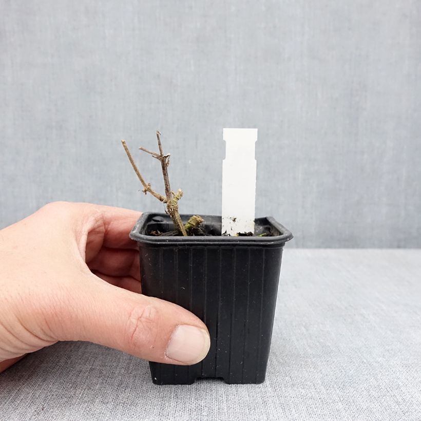 Exemplar von Stachys coccinea - Epiaire rouge Kleine Töpfe von 8/9 cm wie im Frühjahr geliefert