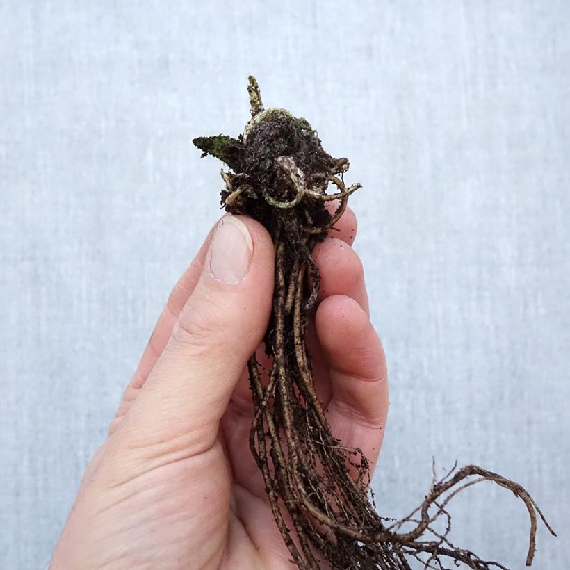 Example of Heil-Ziest Hummelo - Stachys monieri Wurzelnackt as you get in hiver