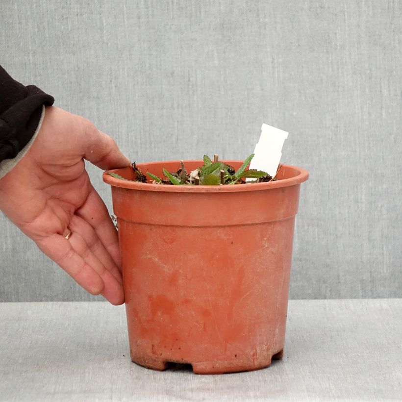 Exemplar von Echte Betonie Pink Cotton Candy - Stachys officinalis Topf mit 2L/3L wie im Frühjahr geliefert