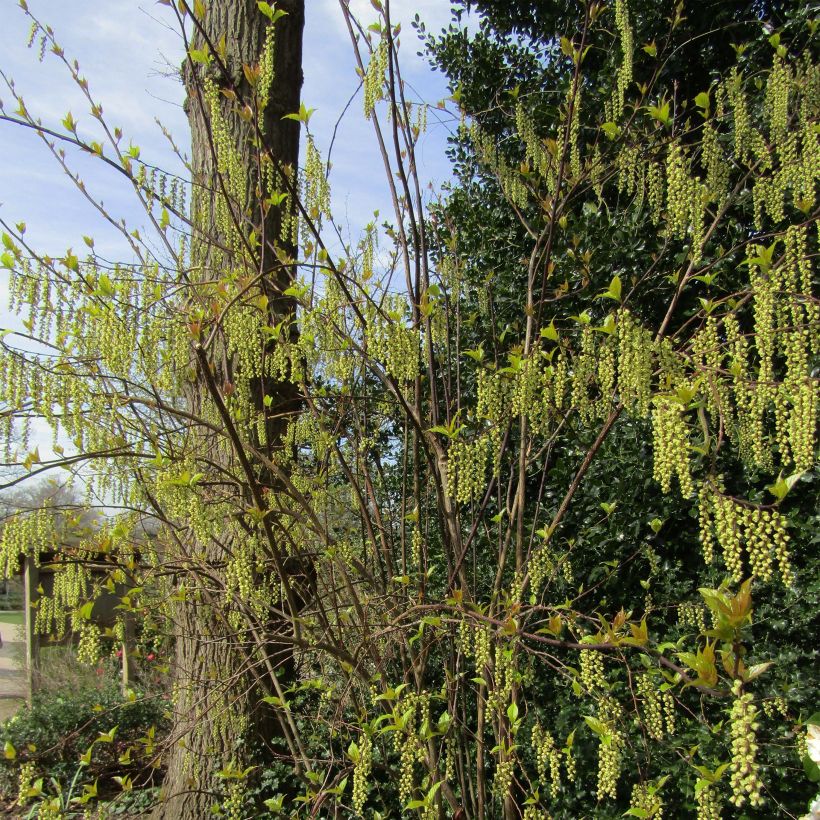 Stachyurus chinensis Celina - Perlschweif (Plant habit)