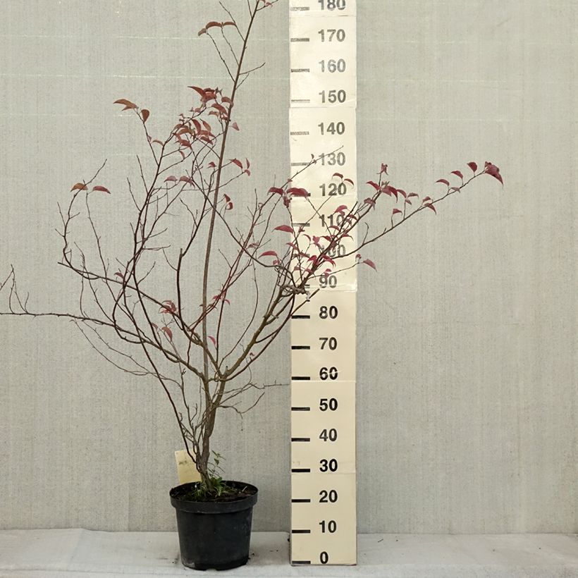 Exemplar von Stachyurus chinensis Celina - Perlschweif Topf mit 7,5L/10L wie im Herbst geliefert