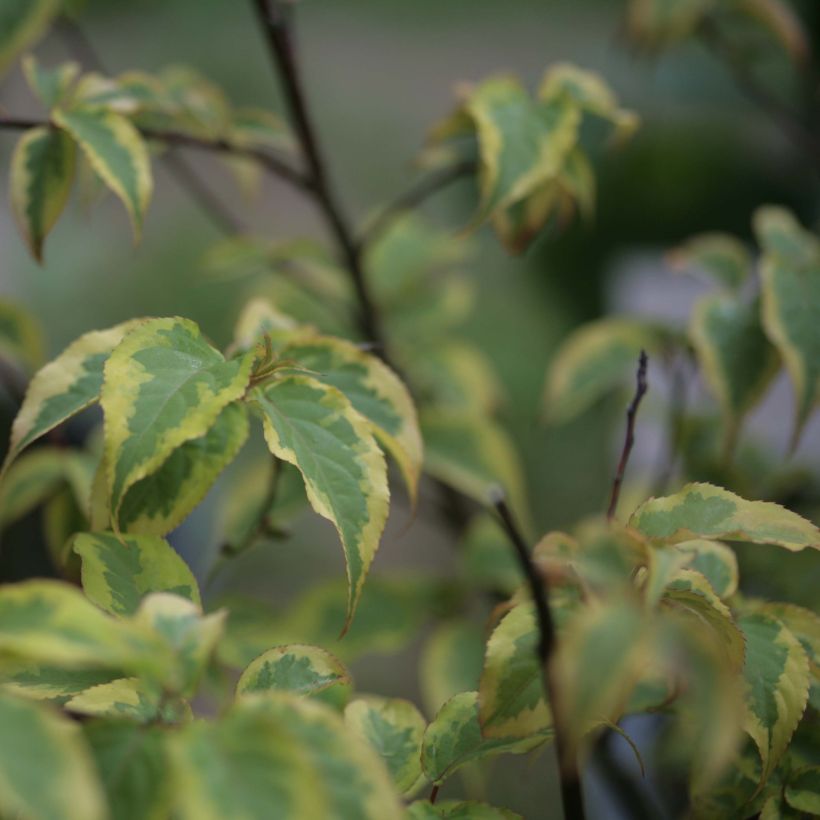 Stachyurus chinensis Joy Forever - Perlschweif (Foliage)