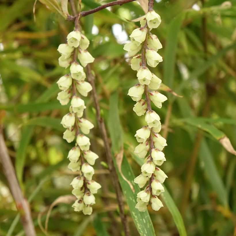 Stachyurus chinensis Joy Forever - Perlschweif (Flowering)
