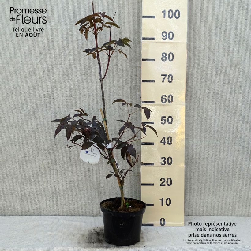 Exemplar von Staphylea colchica Black Beauty - Pimpernuss Topf mit 4L/5L wie im Sommer geliefert