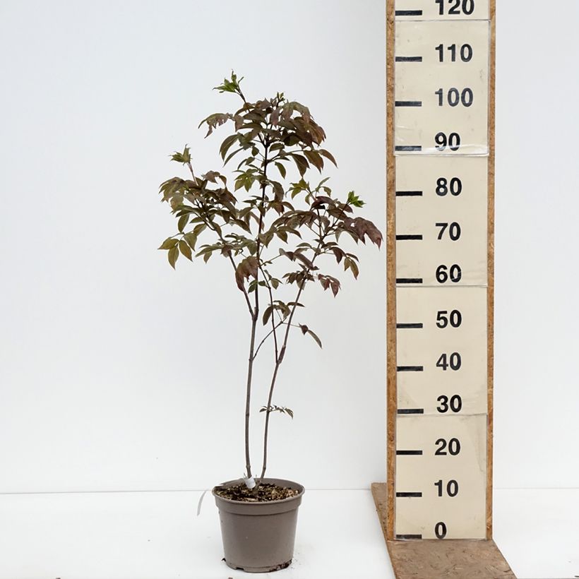 Exemplar von Staphylea colchica Black Beauty - Pimpernuss Topf mit 4L/5L wie im Frühjahr geliefert