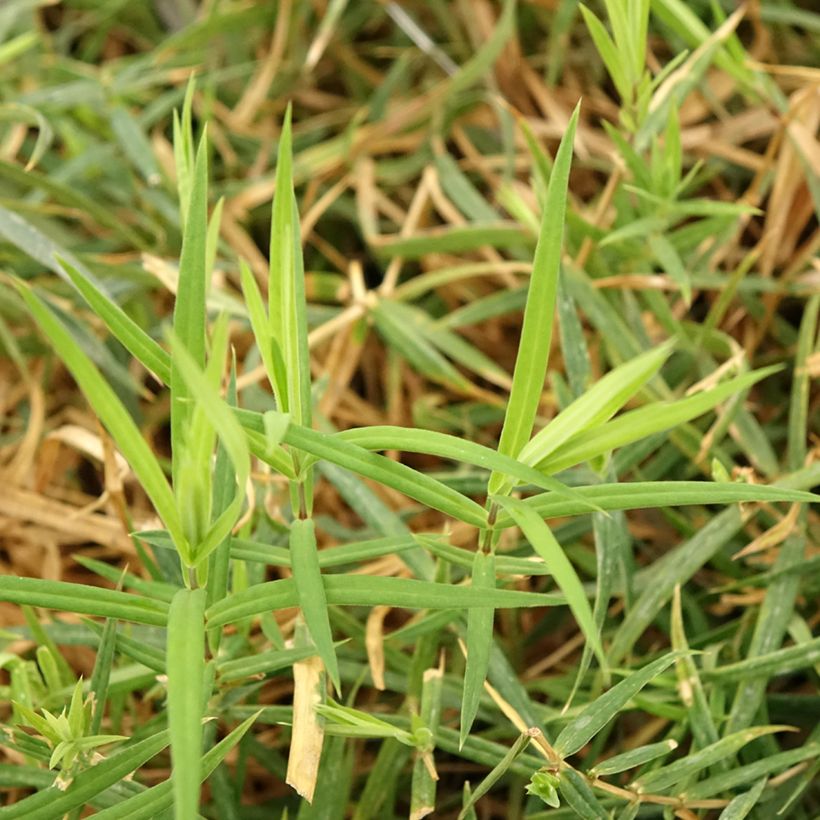 Stellaria holostea - Große Sternmiere (Foliage)