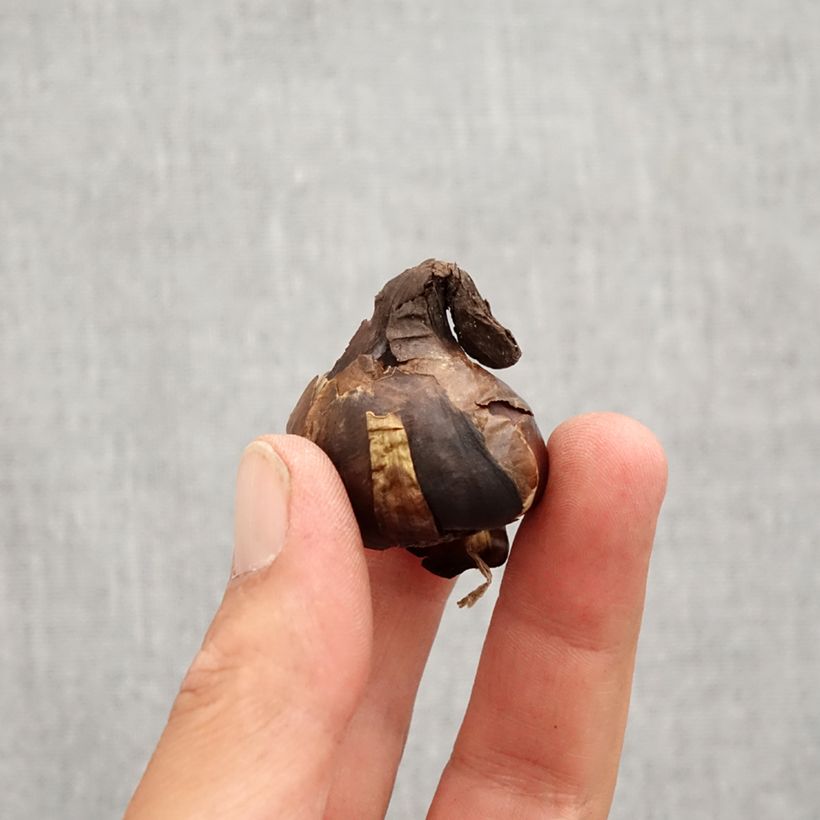 Example of Sternbergia lutea - Herbst-Goldbecher Zwiebel Kaliber/Größe 10+ as you get in automne