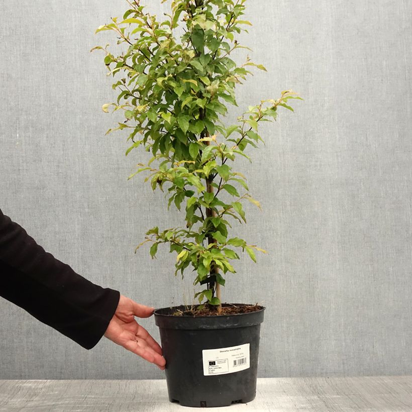 Exemplar von Stewartia monadelpha - Stewartie Topf mit 4L/5L wie im Sommer geliefert