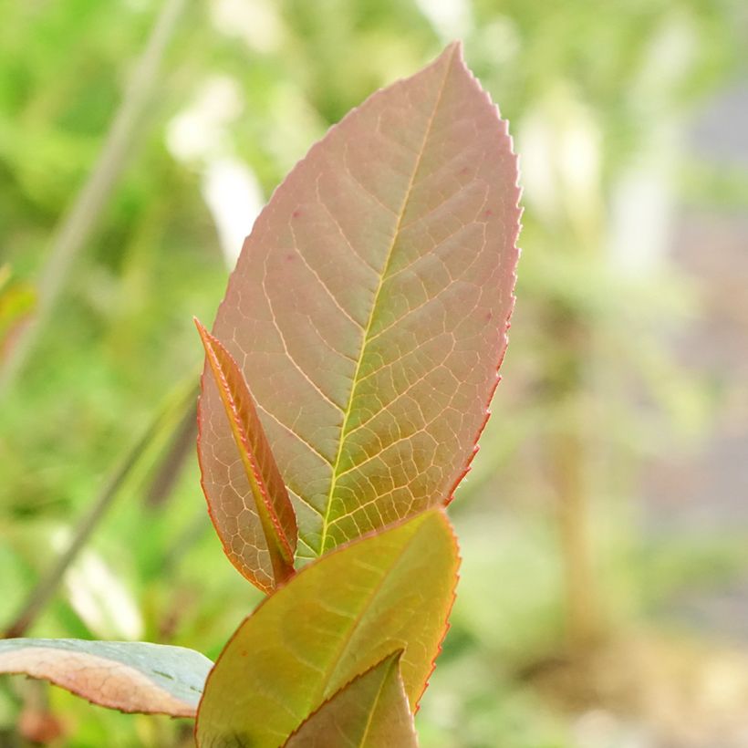 Stewartia pteropetiolata - Scheinkamelie (Foliage)