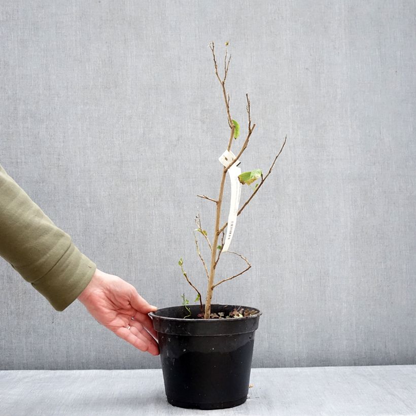 Example of Stewartia pteropetiolata - Scheinkamelie Topf mit 4L/5L as you get in hiver