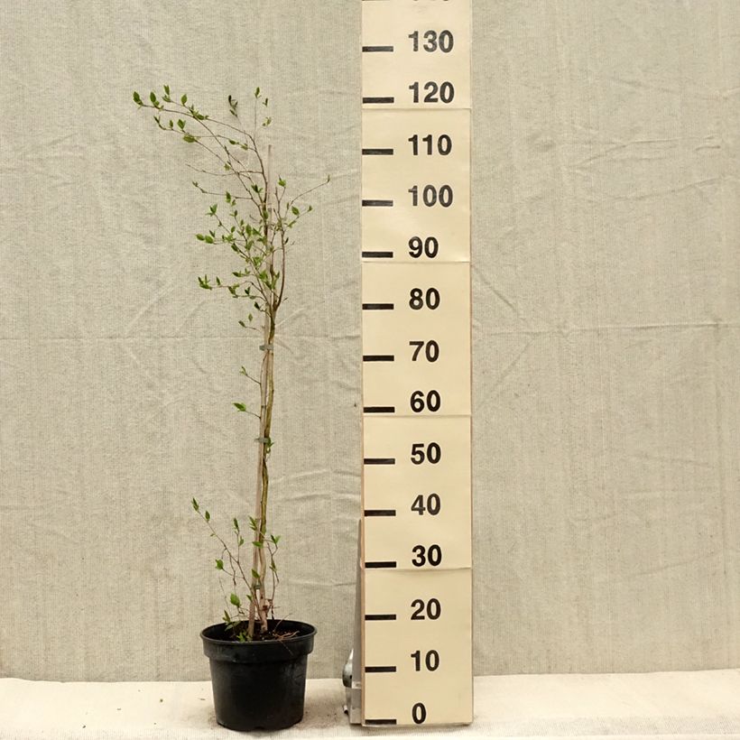 Example of Stewartia rostrata - Schnabel-Stewartie Topf mit 4L/5L as you get in printemps